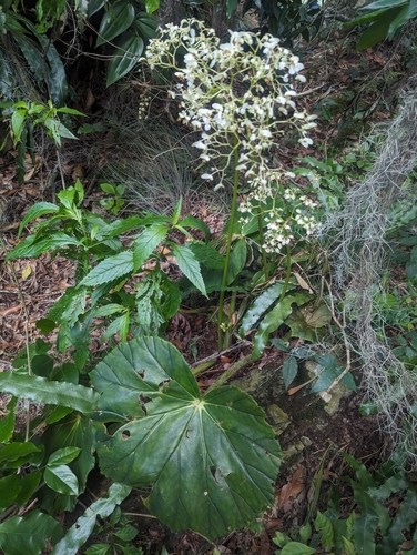 Begonia barkeri