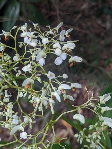 Begonia barkeri, photograph 2