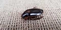 Dytiscus dimidiatus