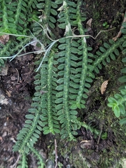 Dichaea neglecta