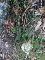 Dichaea neglecta, photograph (c) Alan Rockefeller, some rights reserved (CC BY)