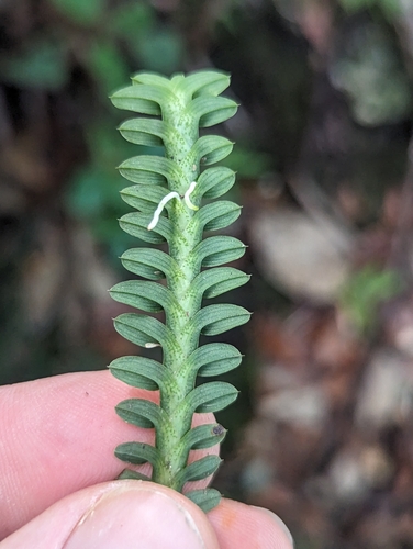Dichaea neglecta, photograph 3