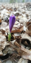 Crocus heuffelianus