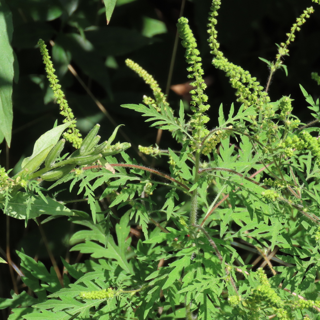common ragweed from Civic Hospital - Experimental Farm - Central Park ...