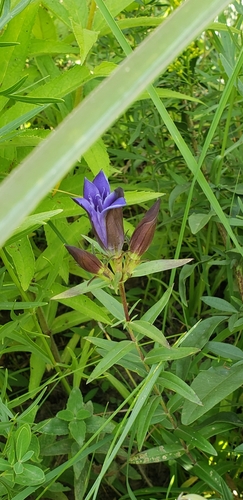 Image of Gentiana puberulenta by no rights reserved