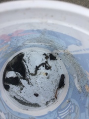 Nephtys californiensis