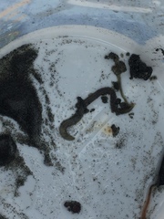 Nephtys californiensis