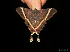 Mania lunus
