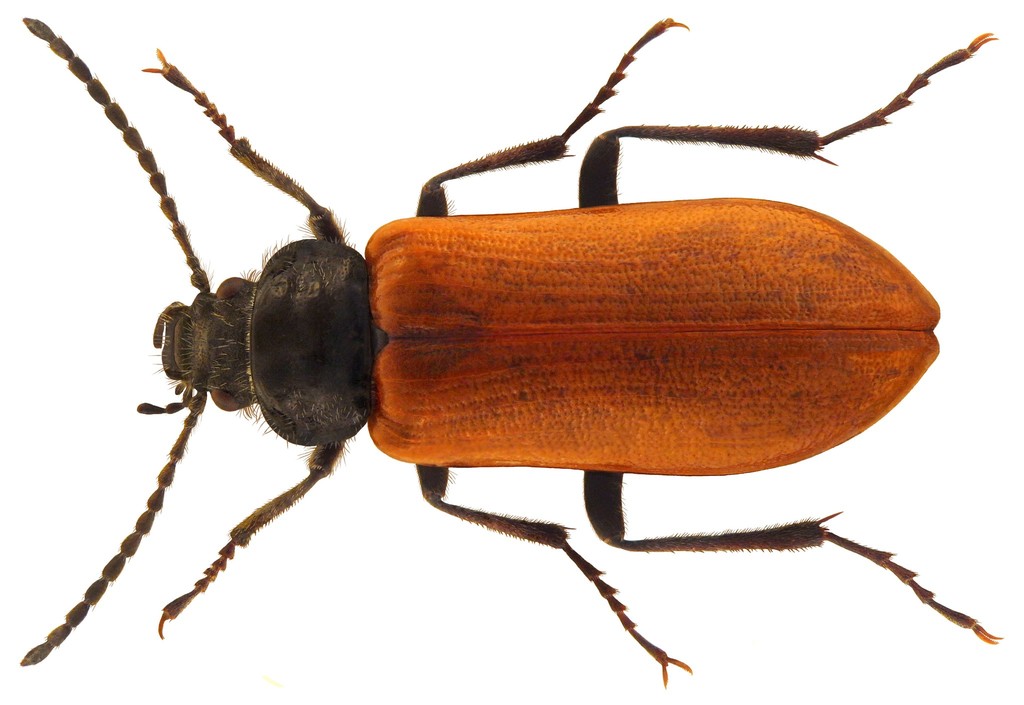 Omophlus lepturoides
