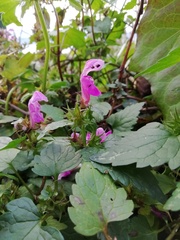 Lamium maculatum