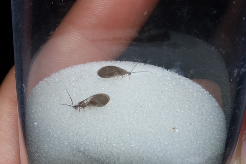 Sisyra terminalis