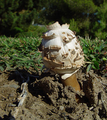 Agaricales