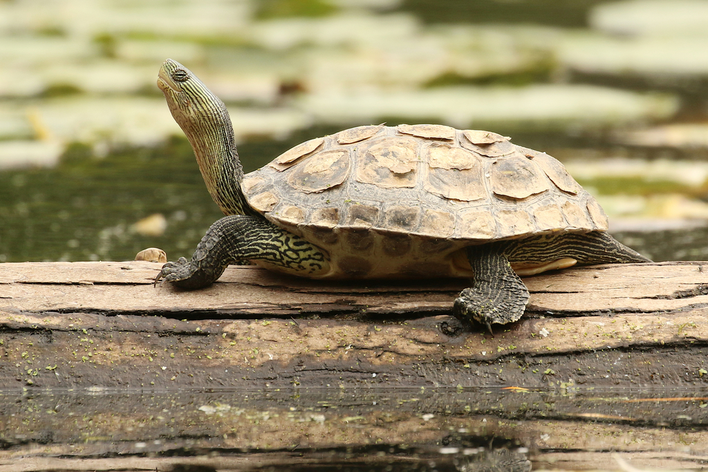 Old World Pond Turtles and Allies