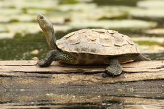 Chinese Stripe-Necked Turtle photo 2