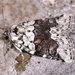 Cryphia amoenissima - Photo (c) Paolo Mazzei, algunos derechos reservados (CC BY-NC), subido por Paolo Mazzei