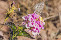 Leptotes pirithous