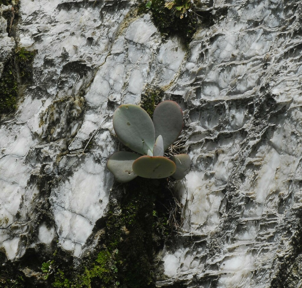 Echeveria jeiviana