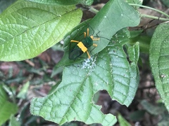 Paryphes