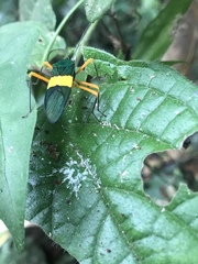 Paryphes