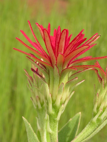Linzia nigritiana