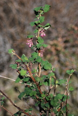 Ribes malvaceum malvaceum