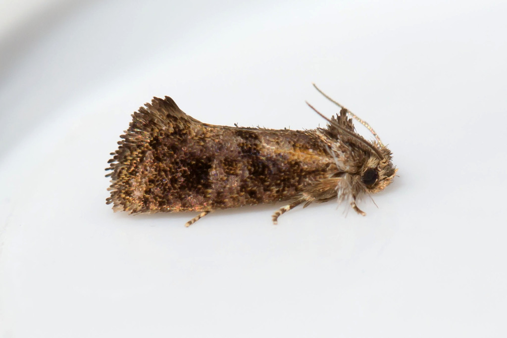 Panama Grass Tubeworm Moth