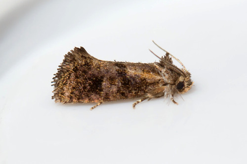 Acrolophus panamae