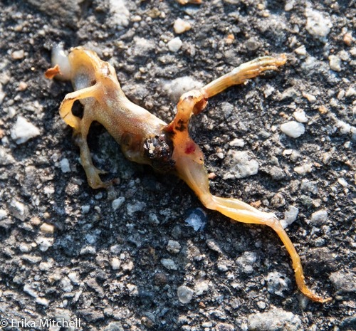 Spring Peeper photographed in New Hampshire