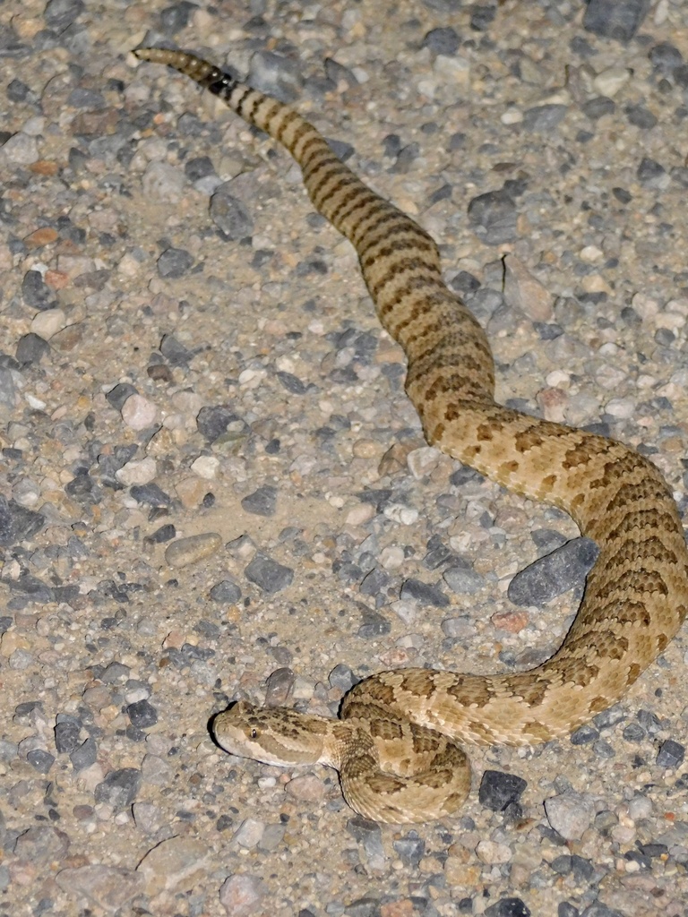 Great Basin Rattlesnake in August 2023 by dbond · iNaturalist