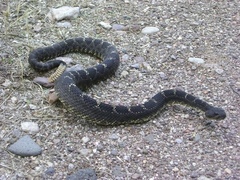 Crotalus cerberus