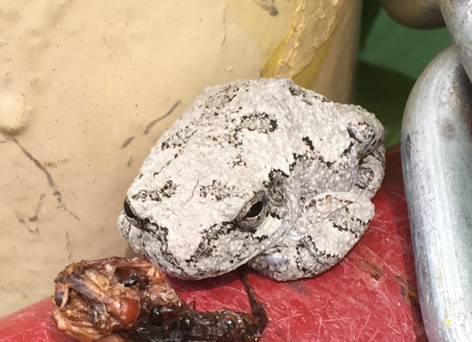 Gray Treefrog Species Complex in June 2018 by brianmarsh · iNaturalist