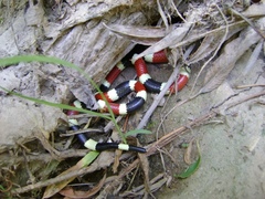 Micruroides euryxanthus