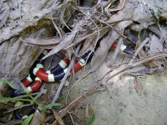 Micruroides euryxanthus