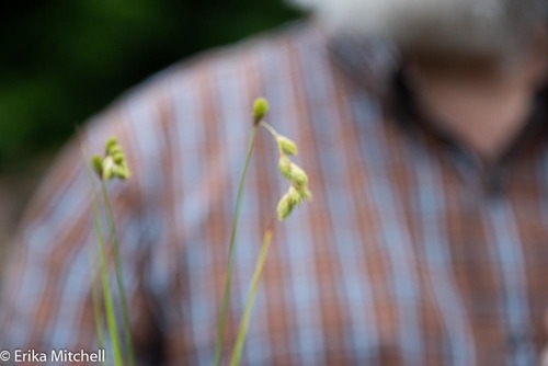 Carex foenea iNat (2)