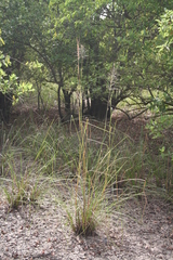 Chrysopogon nigritanus