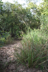 Chrysopogon nigritanus