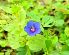 Anagallis