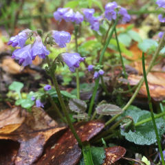 Veronica regina-nivalis