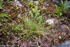 Carex tonsa
