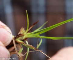 Carex tonsa