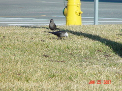Euphagus cyanocephalus