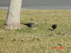 Euphagus cyanocephalus