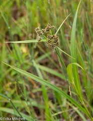 Scirpus hattorianus