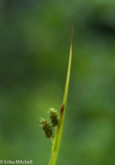 Carex pallescens