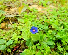 Anagallis