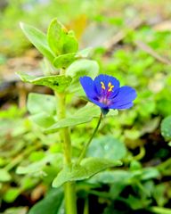 Anagallis