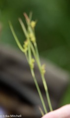 Carex conoidea