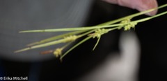 Carex conoidea