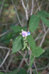 Vigna racemosa