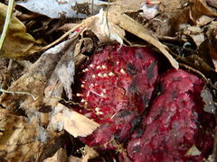 Scybalium fungiforme